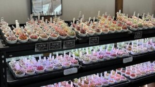 並んでいる。それだけで可愛い…❤️