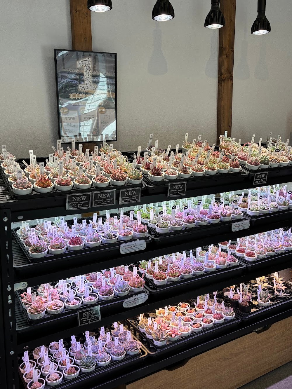 東京でエケベリアがたくさん並ぶ無人販売店|多肉植物専門店リュミエール葛飾店_20260331