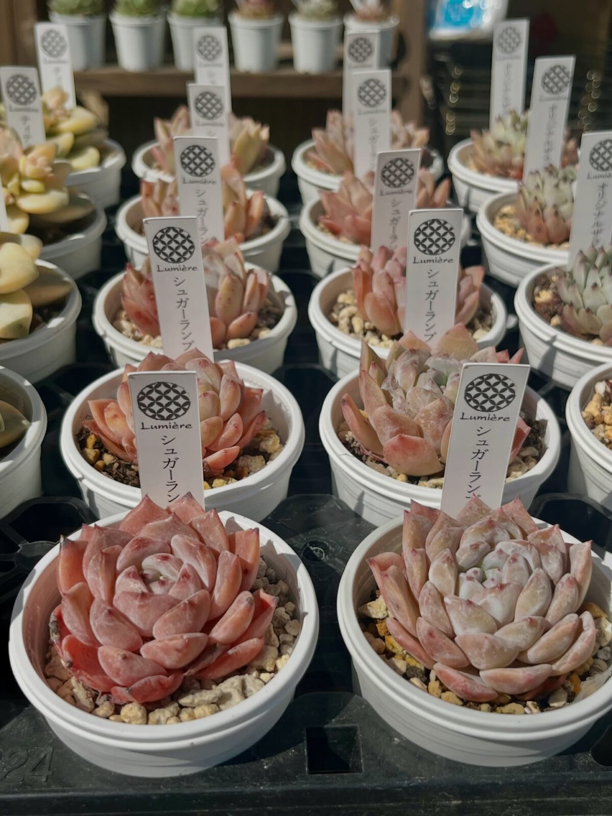 東京でエケベリアがある無人販売店|多肉植物専門店リュミエール北砂販売所_20260412