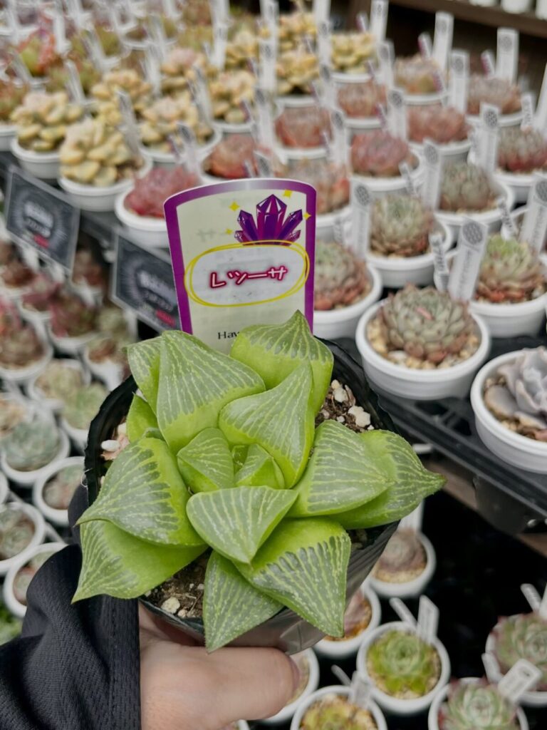 特大！ハオルチア|多肉植物専門店リュミエール北砂販売所_20260413