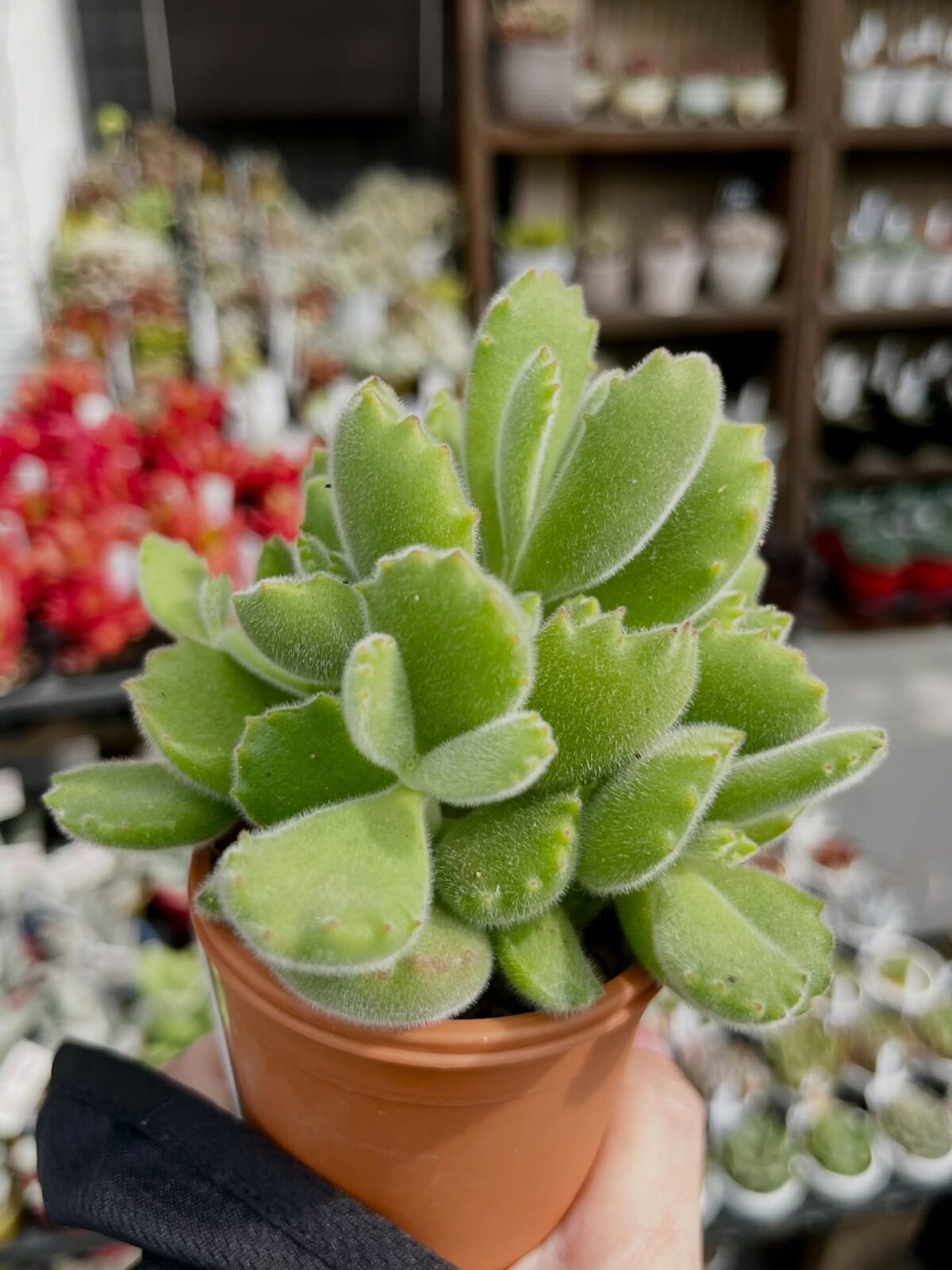 東京でエケベリアがある無人販売店|多肉植物専門店リュミエール北砂販売所_20260413