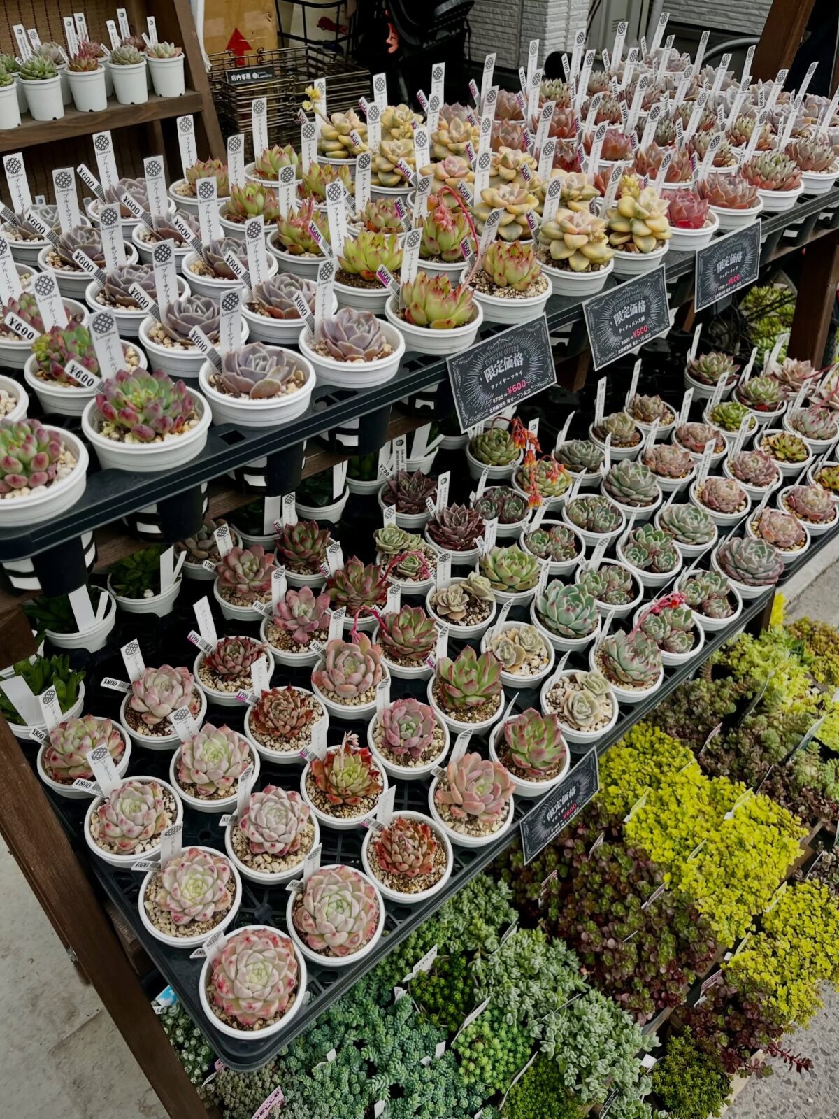 東京でエケベリアがある無人販売店|多肉植物専門店リュミエール北砂販売所_20260414
