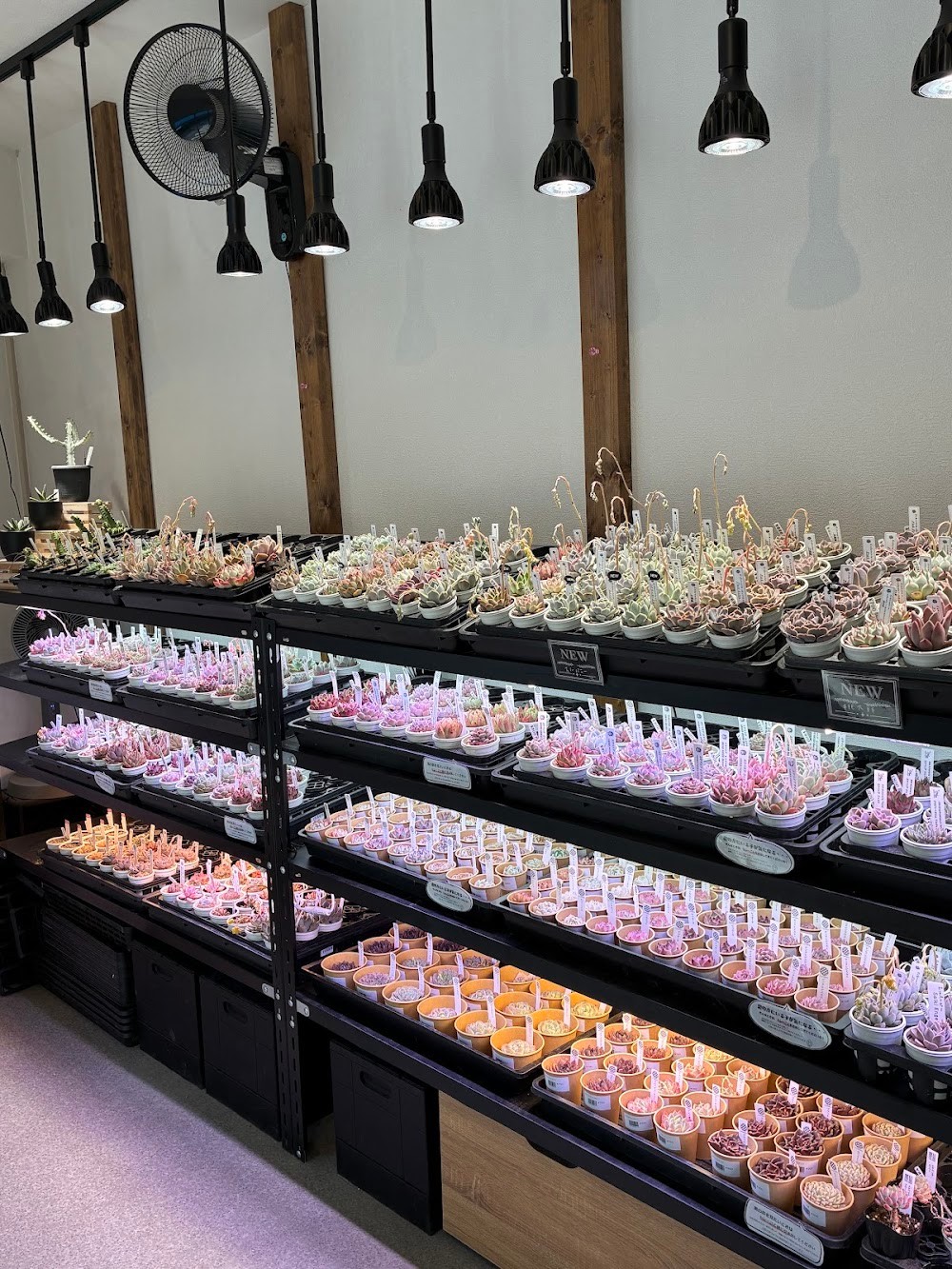 東京でエケベリアがたくさん並ぶ無人販売店|多肉植物専門店リュミエール葛飾店_20260406