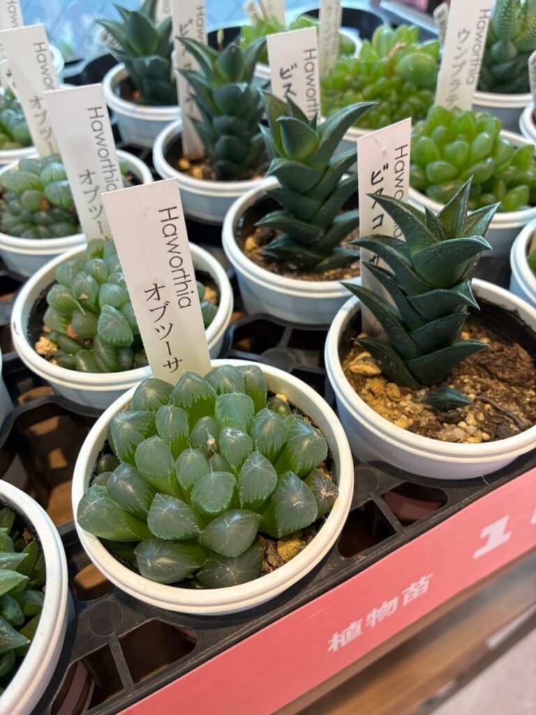 東京でエケベリアがたくさん並ぶ無人販売店|多肉植物専門店リュミエール葛飾店_20260422