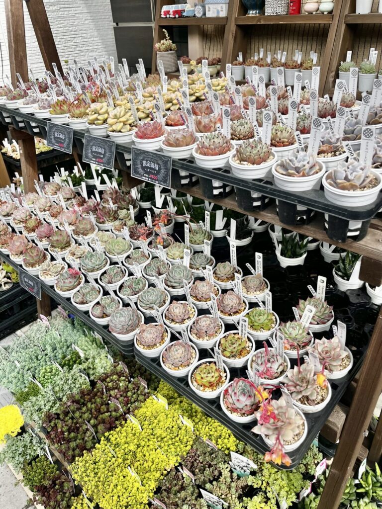 東京でエケベリアがある無人販売店|多肉植物専門店リュミエール北砂販売所_20260414