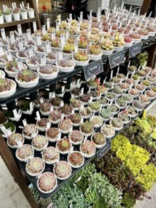 東京でエケベリアがある無人販売店|多肉植物専門店リュミエール北砂販売所_20260414