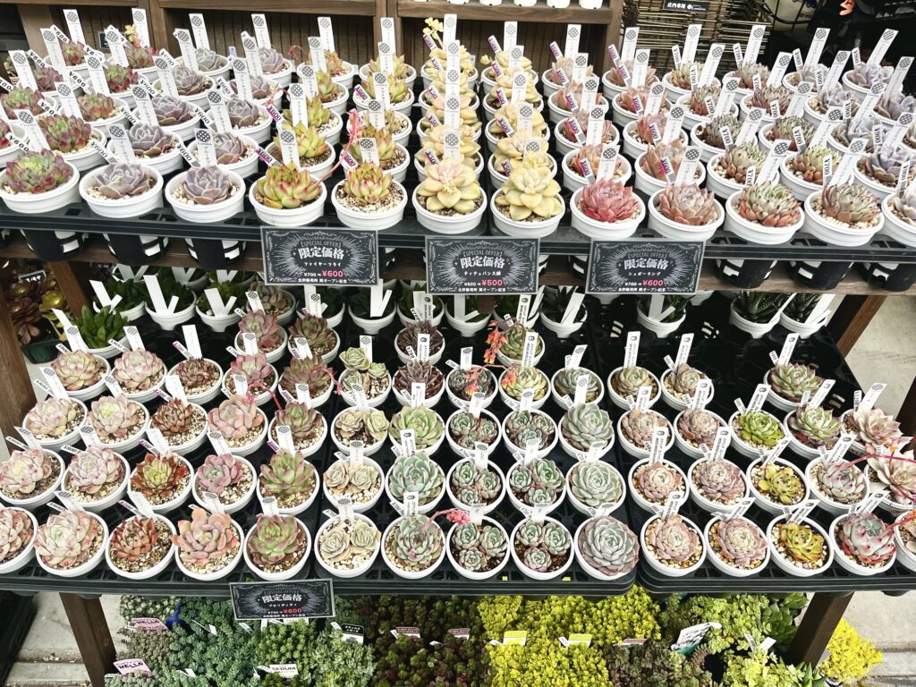 東京でエケベリアがある無人販売店|多肉植物専門店リュミエール北砂販売所_20260414