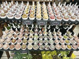 東京でエケベリアがある無人販売店|多肉植物専門店リュミエール北砂販売所_20260414
