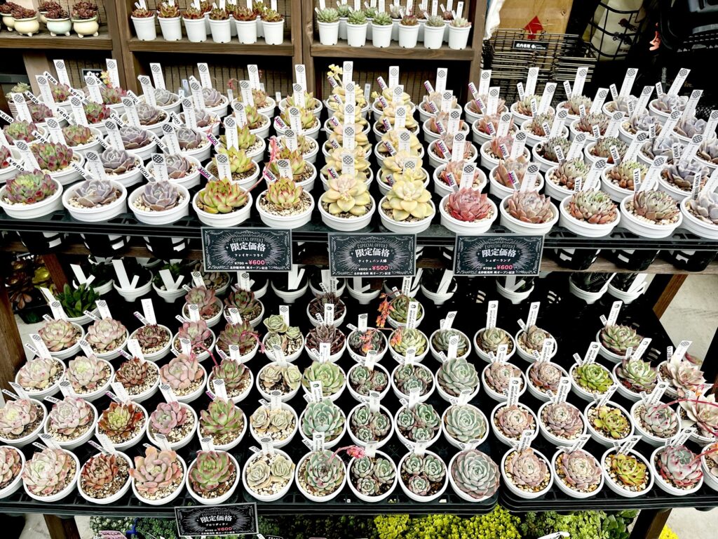 東京でエケベリアがある無人販売店|多肉植物専門店リュミエール北砂販売所