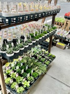東京でエケベリアがある無人販売店|多肉植物専門店リュミエール北砂販売所_20260414