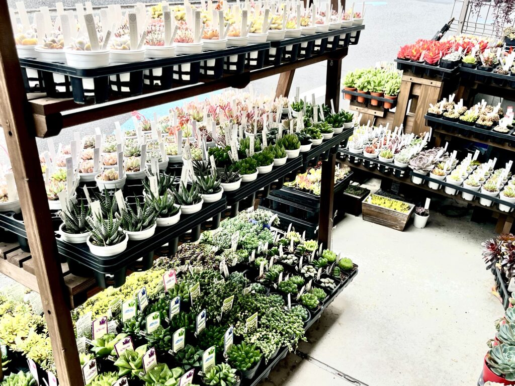 東京でエケベリアがある無人販売店|多肉植物専門店リュミエール北砂販売所_20260414