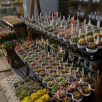 東京江東区でエケベリアがある無人販売店|多肉植物専門店リュミエール北砂販売所_20260403