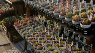 【入荷情報】人気の七福美尼など❤️少しずつエケベリアが増殖中…🥰