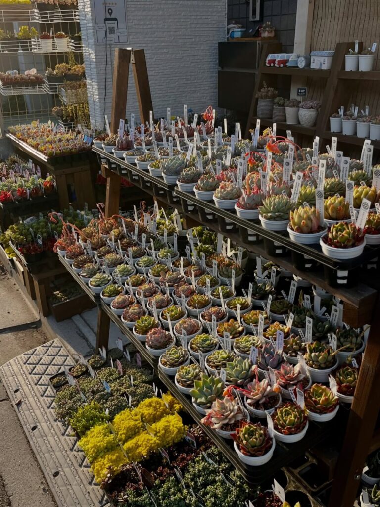 東京江東区でエケベリアがある無人販売店|多肉植物専門店リュミエール北砂販売所_20260403