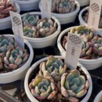 東京でエケベリアがある無人販売店|多肉植物専門店リュミエール北砂販売所_20260404