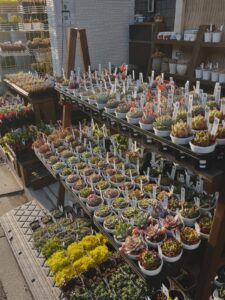 東京都江東区でエケベリアがある無人販売店|多肉植物専門店リュミエール北砂販売所_20260404