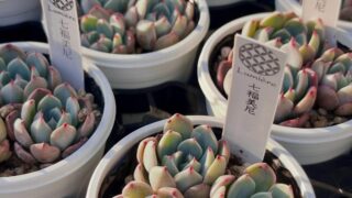 【人気!】七福美尼がほんのり紅葉中!