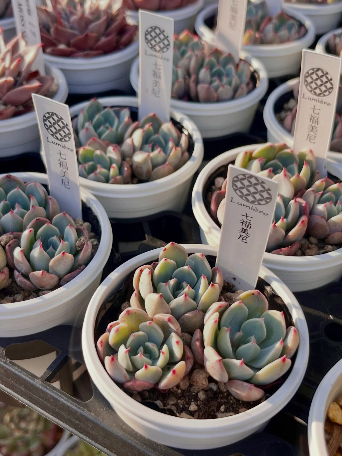 東京でエケベリアがある無人販売店|多肉植物専門店リュミエール北砂販売所_20260404