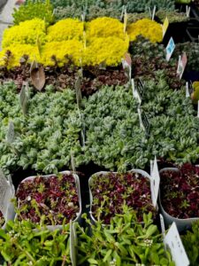 東京でエケベリアがある無人販売店|多肉植物専門店リュミエール北砂販売所_20260408