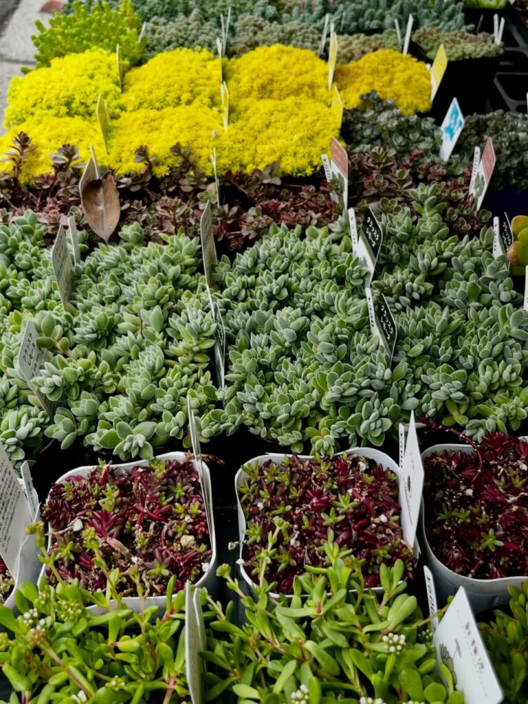 東京でエケベリアがある無人販売店|多肉植物専門店リュミエール北砂販売所_20260408