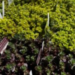 東京でエケベリアがある無人販売店|多肉植物専門店リュミエール北砂販売所_20260408