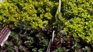 ドラゴンズブラット＆丸葉黄金万年草🍀入荷してます！