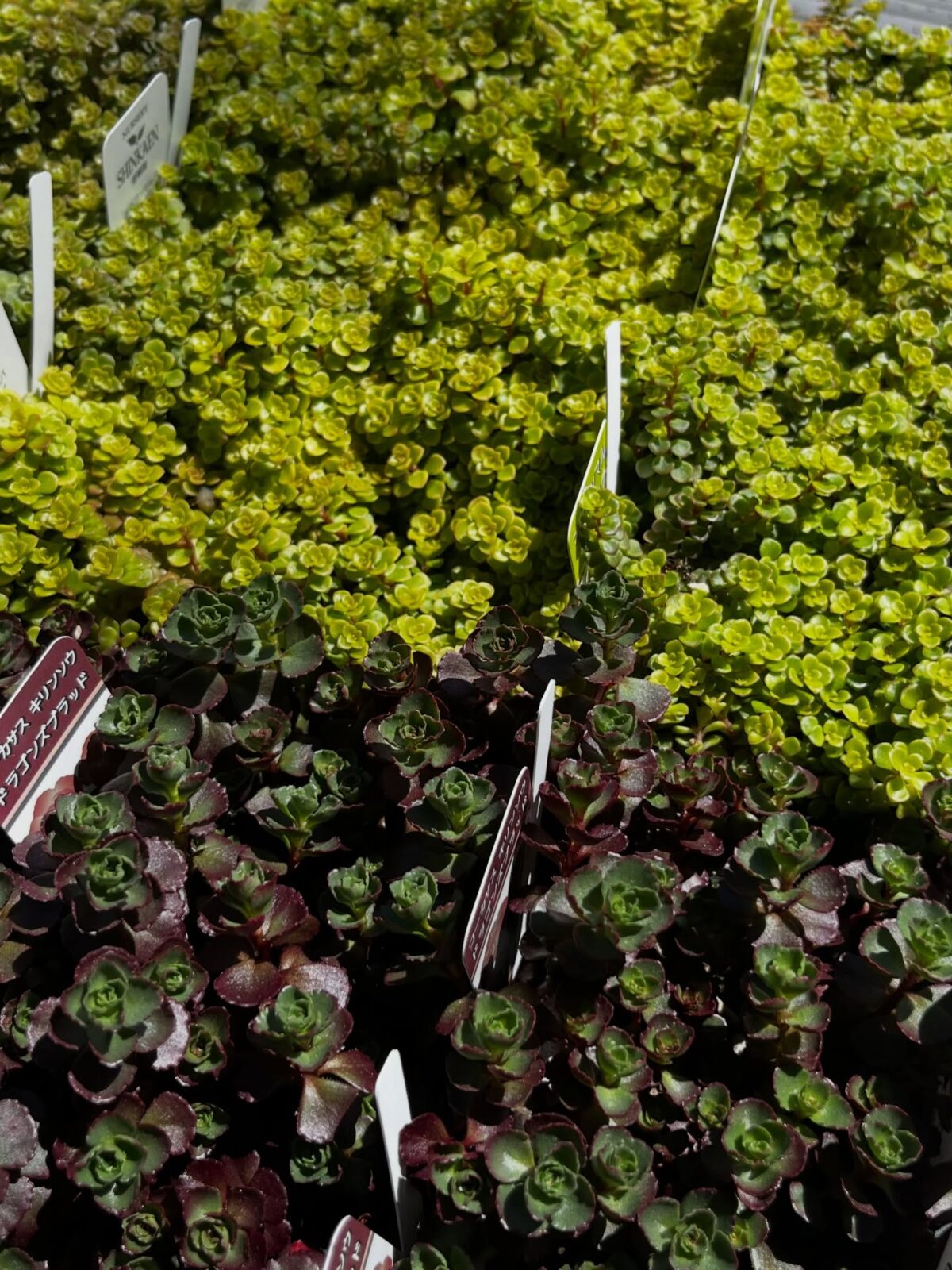 東京でエケベリアがある無人販売店|多肉植物専門店リュミエール北砂販売所_20260408