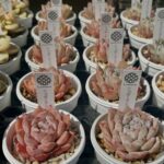 東京でエケベリアがある無人販売店|多肉植物専門店リュミエール北砂販売所_20260412