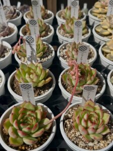 東京でエケベリアがある無人販売店|多肉植物専門店リュミエール北砂販売所_20260412
