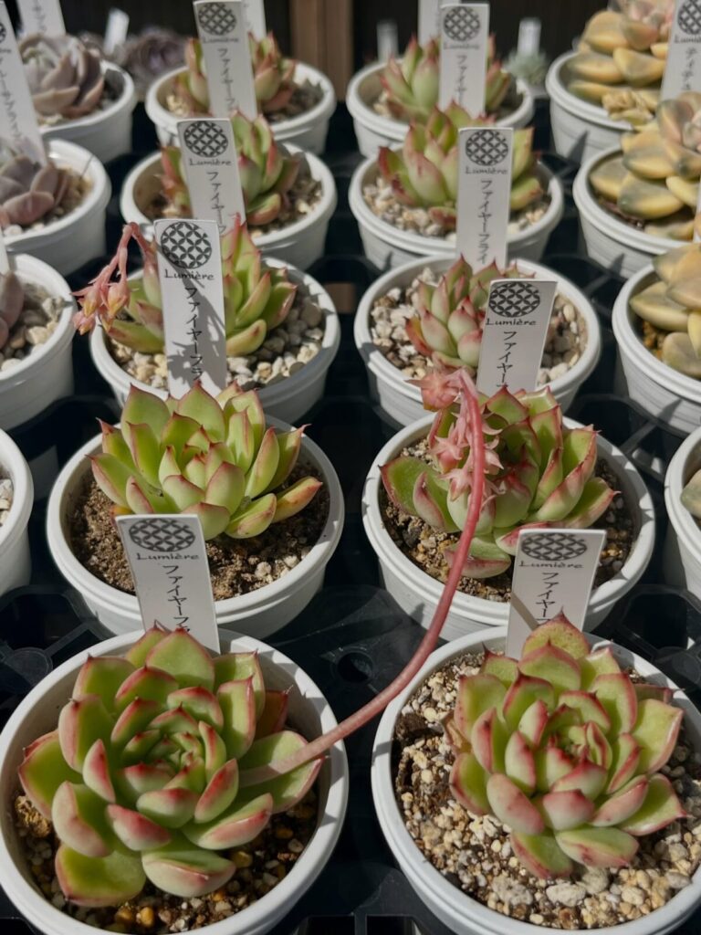 東京でエケベリアがある無人販売店|多肉植物専門店リュミエール北砂販売所_20260412