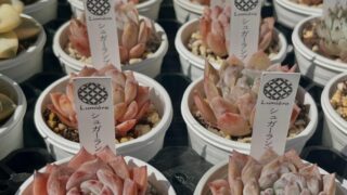東京でエケベリアがある無人販売店|多肉植物専門店リュミエール北砂販売所_20260412