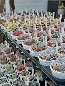 東京でエケベリアがある無人販売店|多肉植物専門店リュミエール北砂販売所_20260412