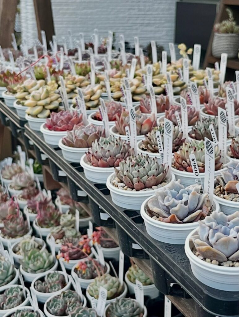 東京でエケベリアがある無人販売店|多肉植物専門店リュミエール北砂販売所_20260412