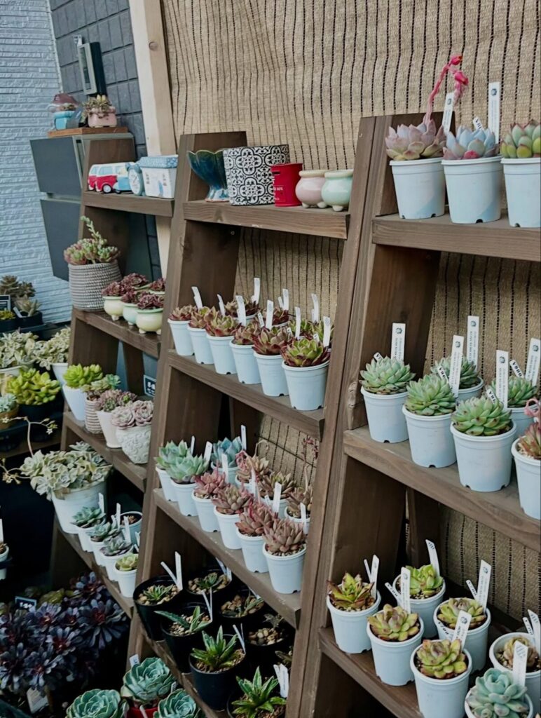 東京でエケベリアがある無人販売店|多肉植物専門店リュミエール北砂販売所_20260412