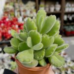 東京でエケベリアがある無人販売店|多肉植物専門店リュミエール北砂販売所_20260413