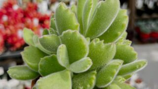 東京でエケベリアがある無人販売店|多肉植物専門店リュミエール北砂販売所_20260413