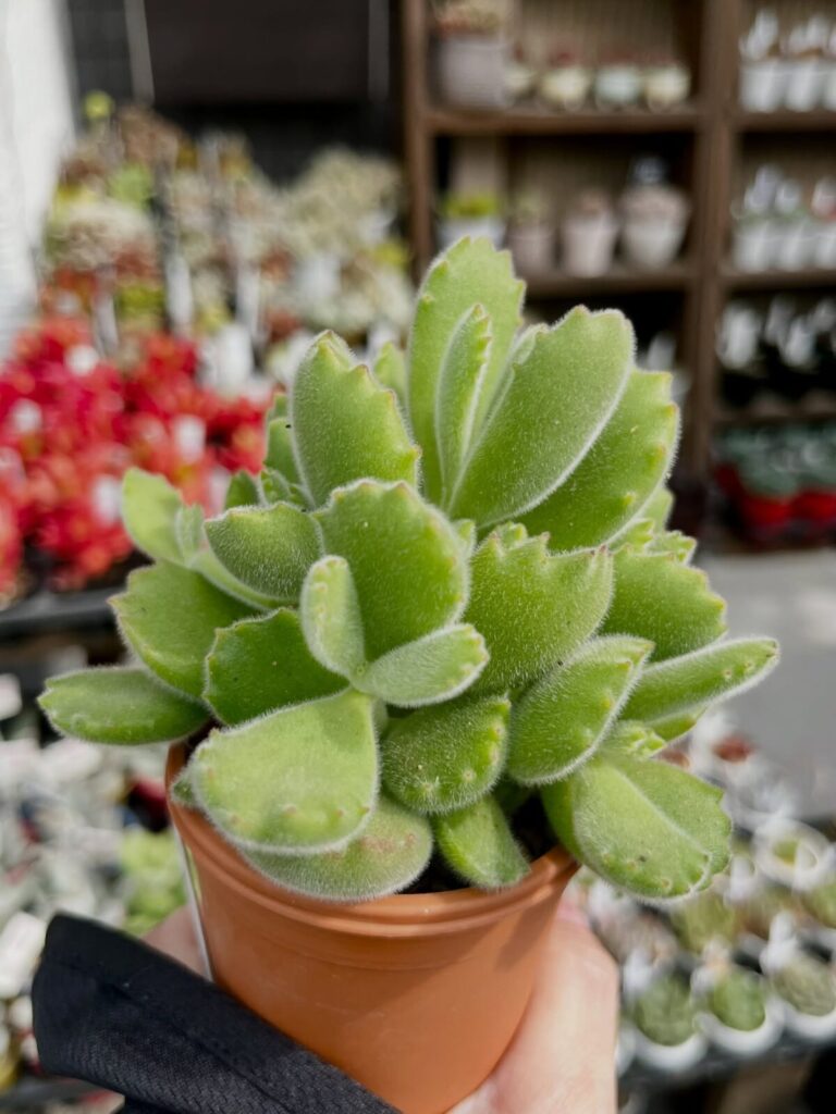 もふもふ！熊童子|多肉植物専門店リュミエール北砂販売所_20260413