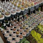 東京でエケベリアがある無人販売店|多肉植物専門店リュミエール北砂販売所_20260414