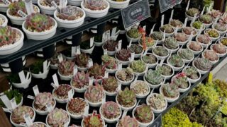 東京でエケベリアがある無人販売店|多肉植物専門店リュミエール北砂販売所_20260414