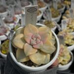 東京でエケベリアがある無人販売店|多肉植物専門店リュミエール北砂販売所_20260416