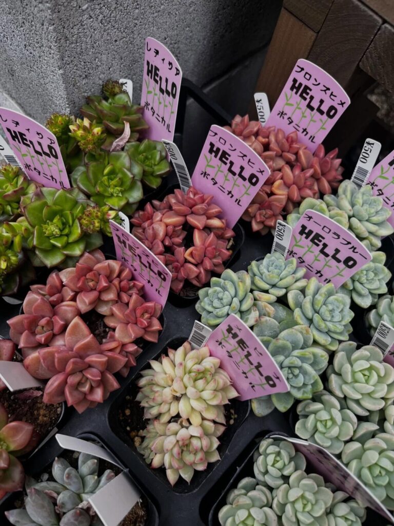 東京でエケベリアがある無人販売店|多肉植物専門店リュミエール北砂販売所_20260416