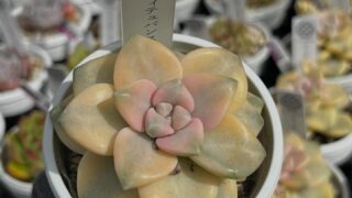 東京でエケベリアがある無人販売店|多肉植物専門店リュミエール北砂販売所_20260416