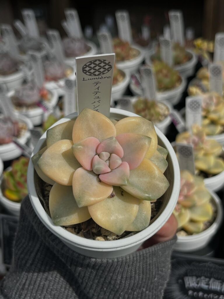 ティテュバンス錦|多肉植物専門店リュミエール北砂販売所_20260416