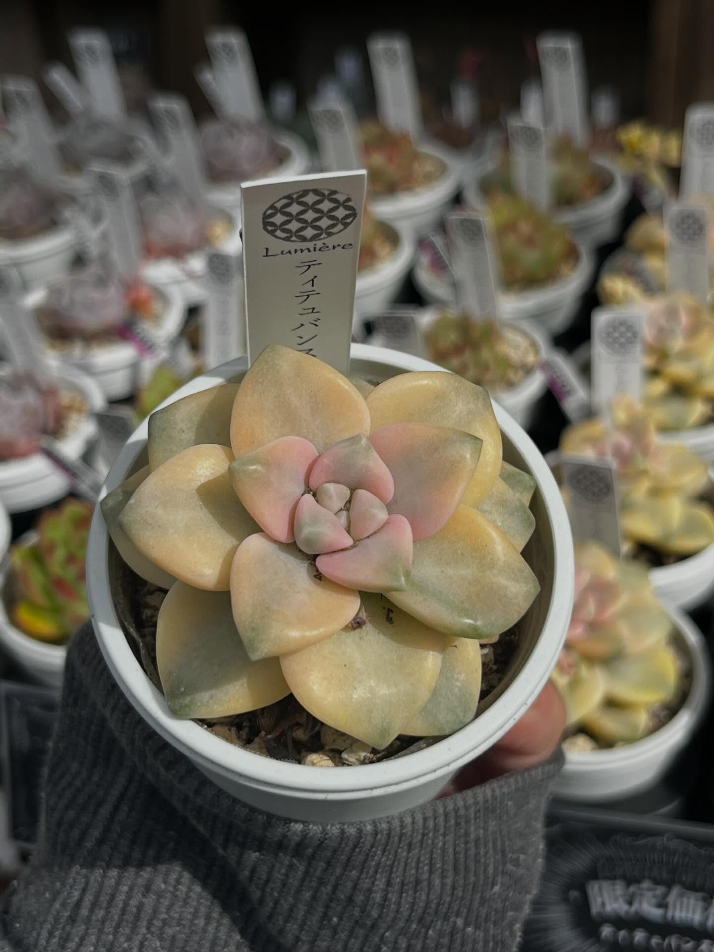 東京でエケベリアがある無人販売店|多肉植物専門店リュミエール北砂販売所_20260416