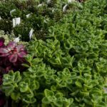 東京でエケベリアがある無人販売店|多肉植物専門店リュミエール北砂販売所_20260417