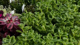 東京でエケベリアがある無人販売店|多肉植物専門店リュミエール北砂販売所_20260417