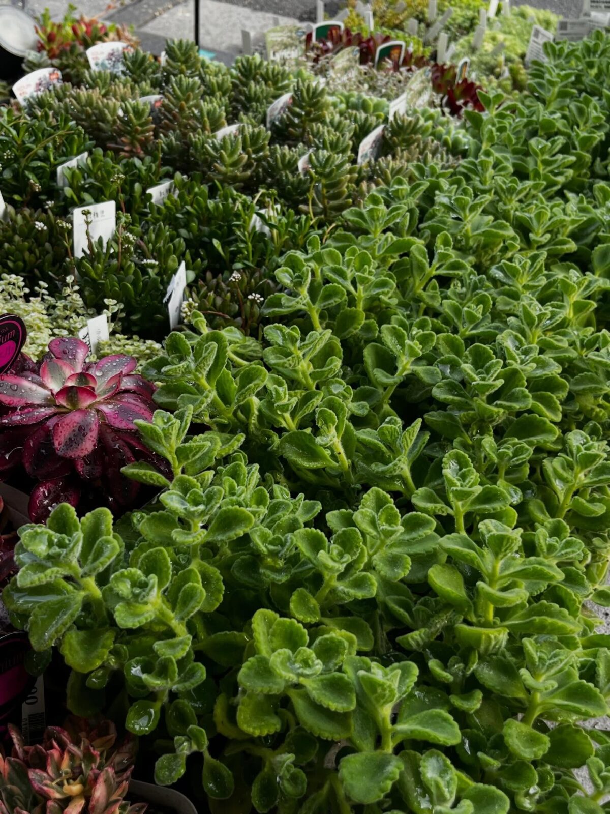 東京でエケベリアがある無人販売店|多肉植物専門店リュミエール北砂販売所_20260417