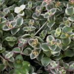 東京でエケベリアがある無人販売店|多肉植物専門店リュミエール北砂販売所_20260430