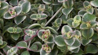 東京でエケベリアがある無人販売店|多肉植物専門店リュミエール北砂販売所_20260430