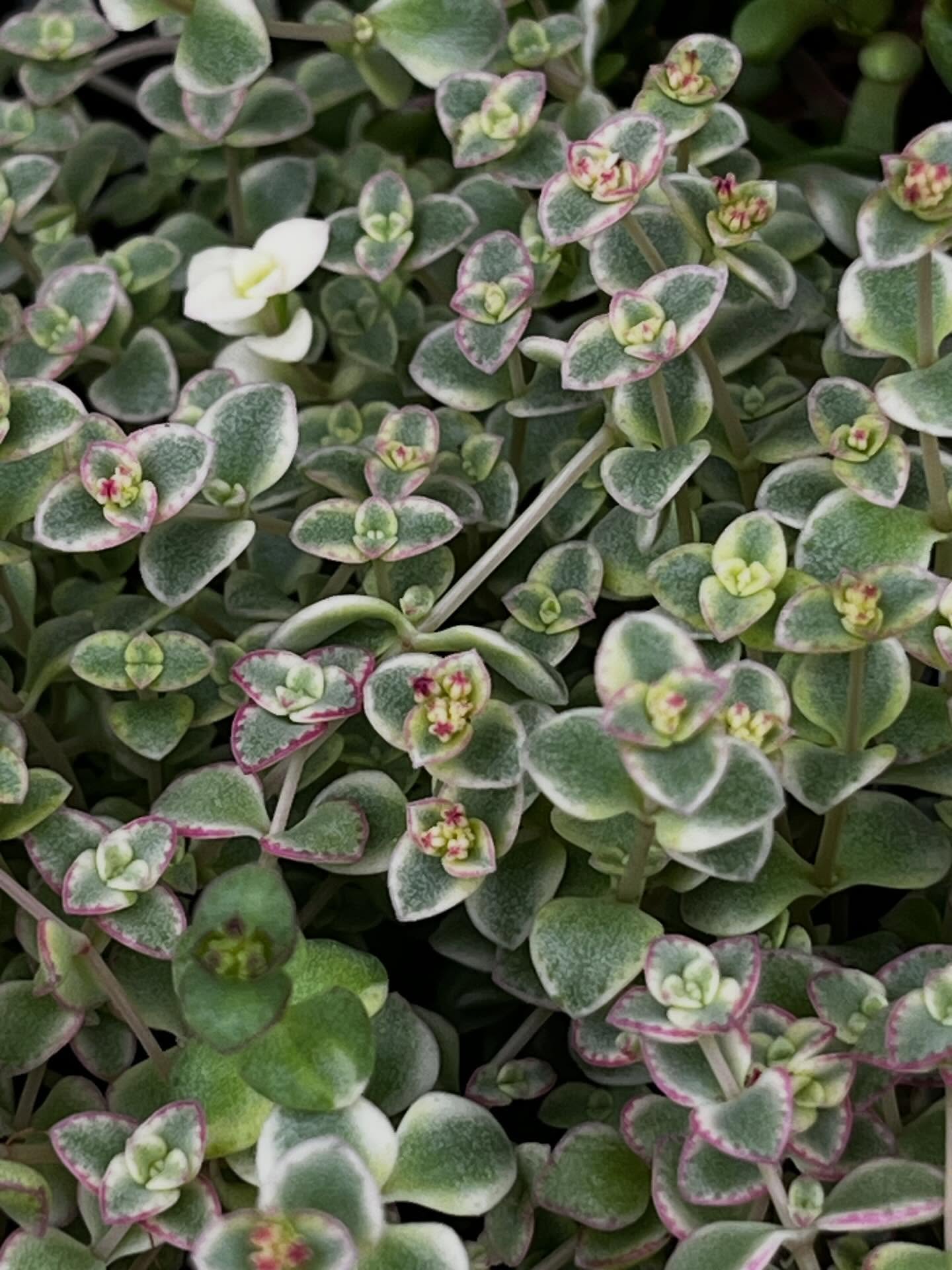 東京でエケベリアがある無人販売店|多肉植物専門店リュミエール北砂販売所_20260430